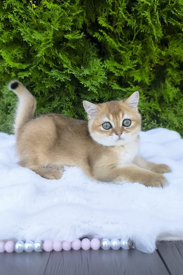 Lucas | Scottish Straight Kitten