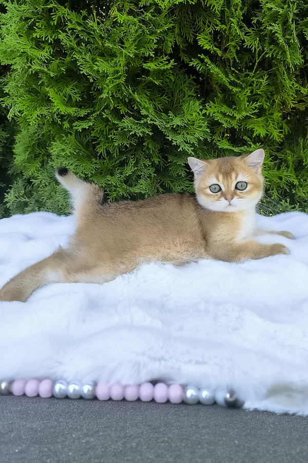 Lucas | Scottish Straight Kitten