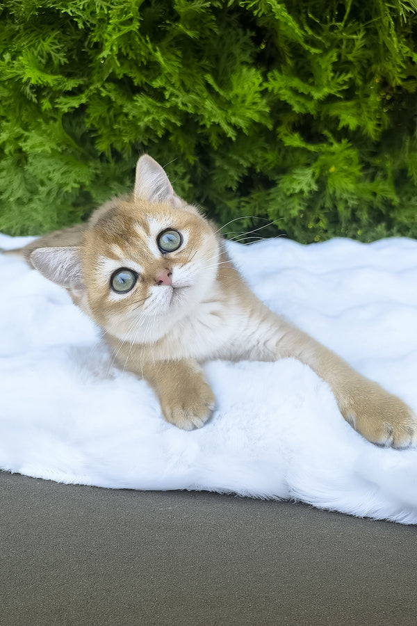 Lucas | Scottish Straight Kitten