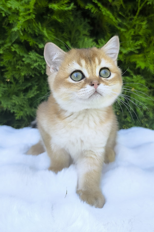Lucas | Scottish Straight Kitten