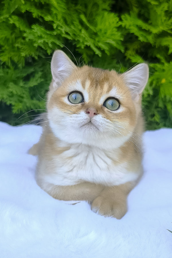 Lucas | Scottish Straight Kitten