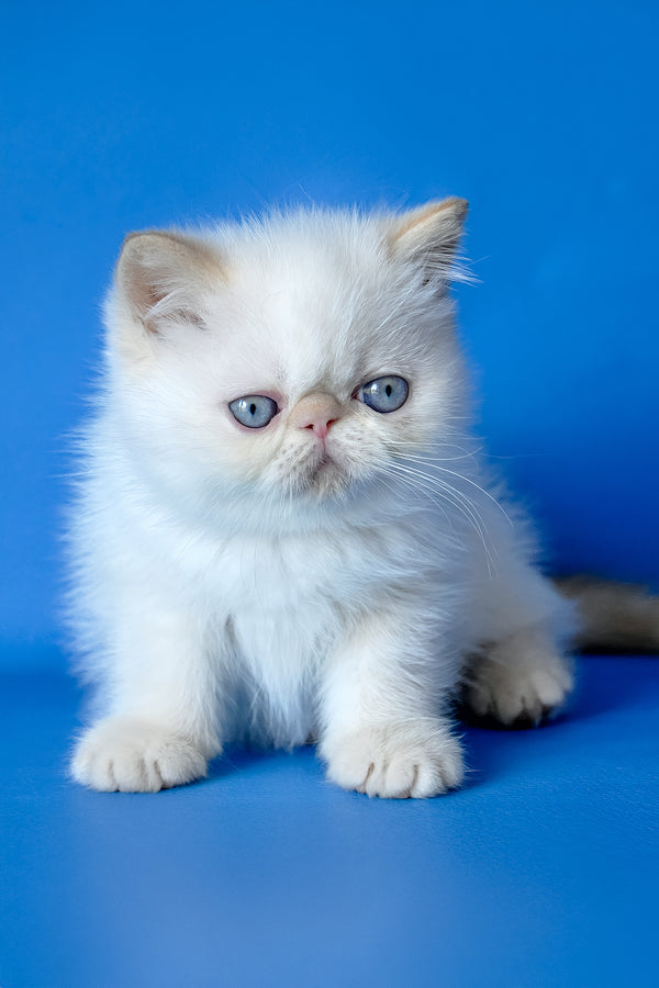Lucas | Exotic Shorthair Kitten