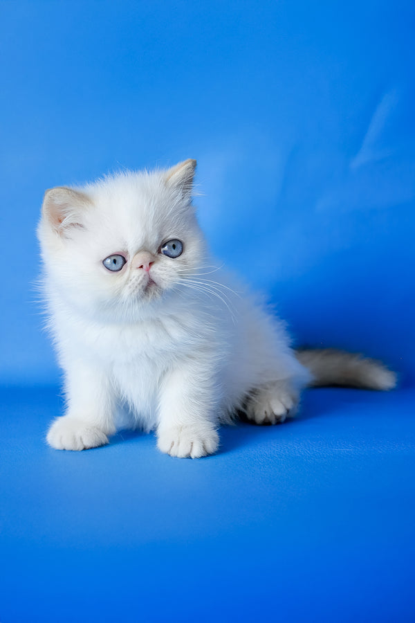 Lucas | Exotic Shorthair Kitten