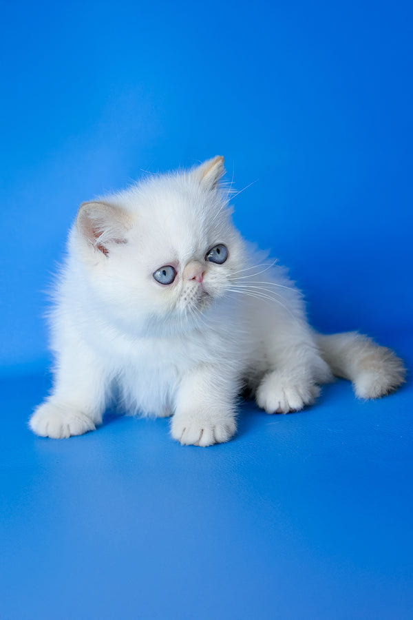 Lucas | Exotic Shorthair Kitten