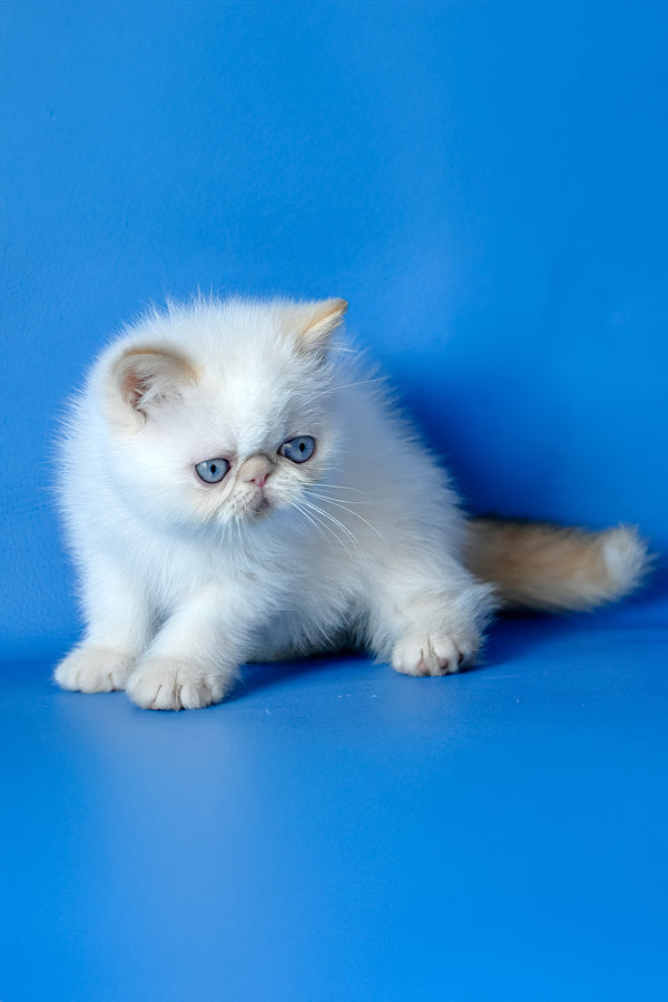 Lucas | Exotic Shorthair Kitten