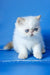 Lucas | Exotic Shorthair Kitten