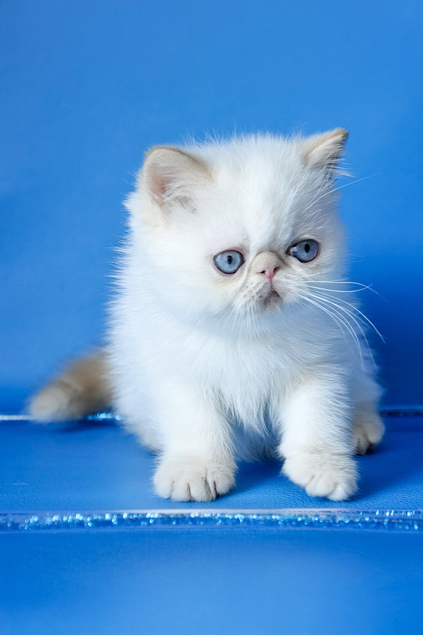 Lucas | Exotic Shorthair Kitten