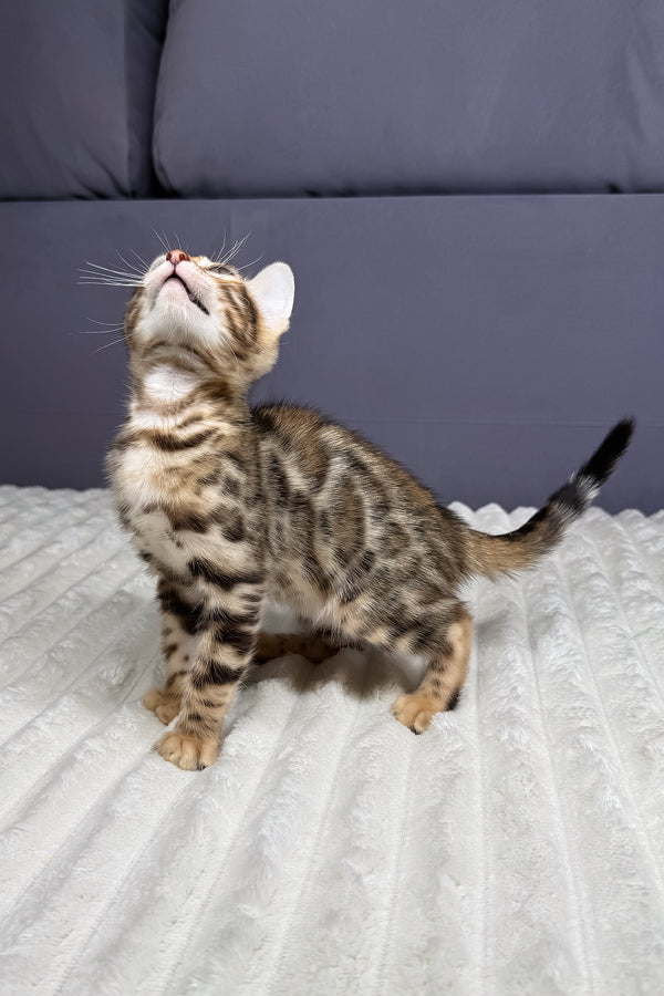 Lucas | Bengal Kitten