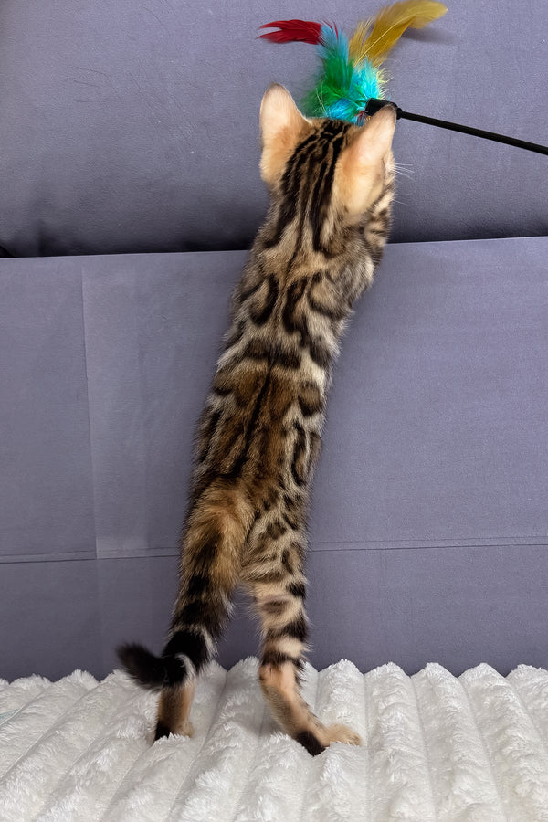 Lucas | Bengal Kitten