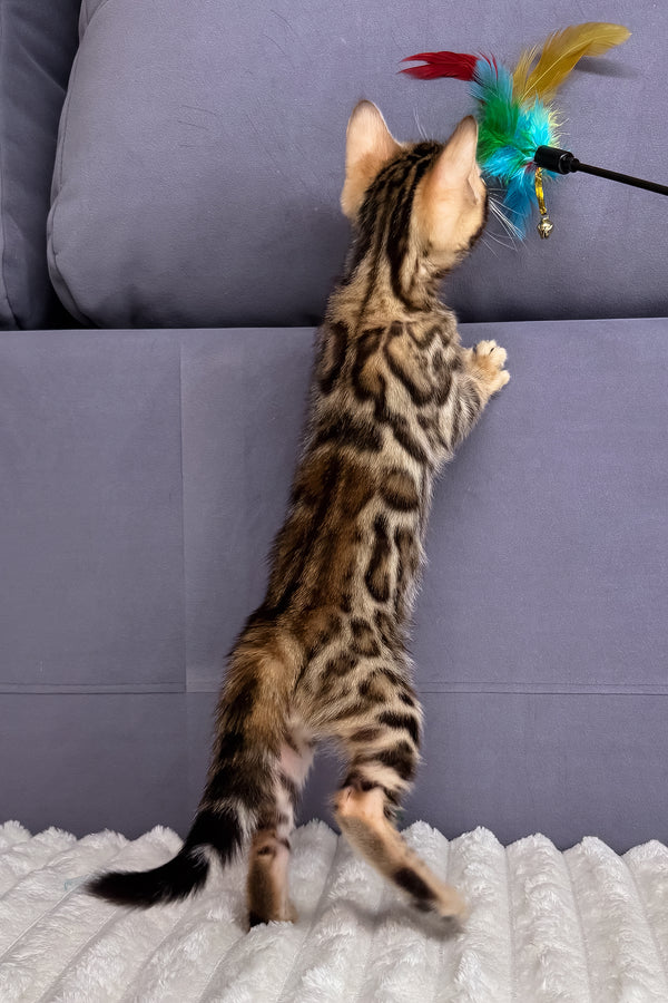 Lucas | Bengal Kitten
