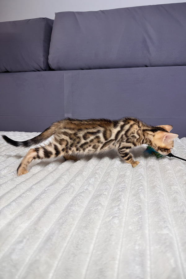 Lucas | Bengal Kitten