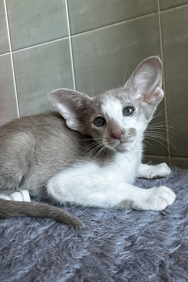 Luciano | Oriental Shorthair Kitten