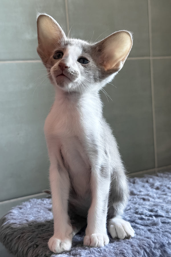 Luciano | Oriental Shorthair Kitten