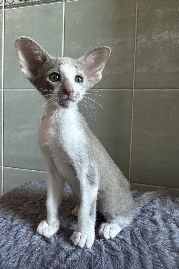 Luciano | Oriental Shorthair Kitten