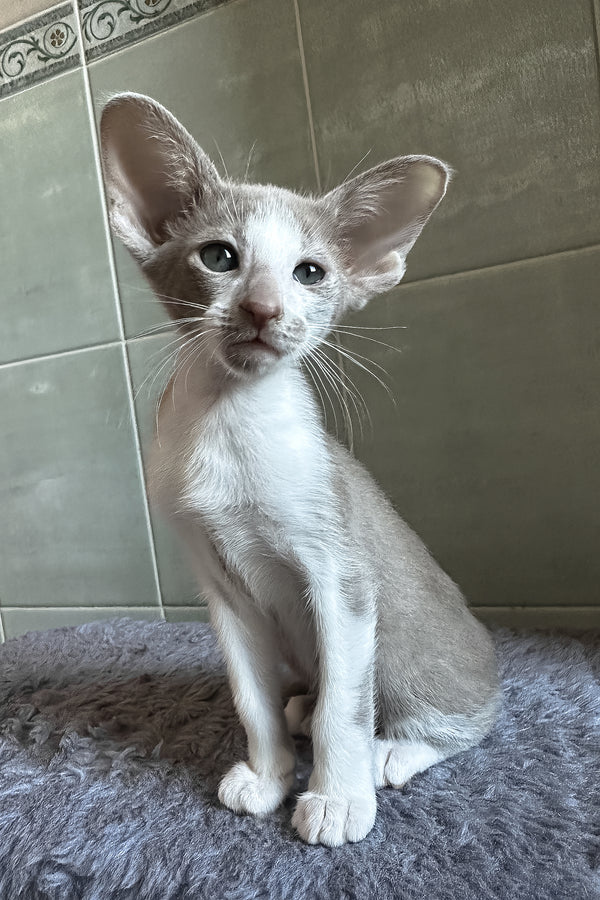 Luciano | Oriental Shorthair Kitten