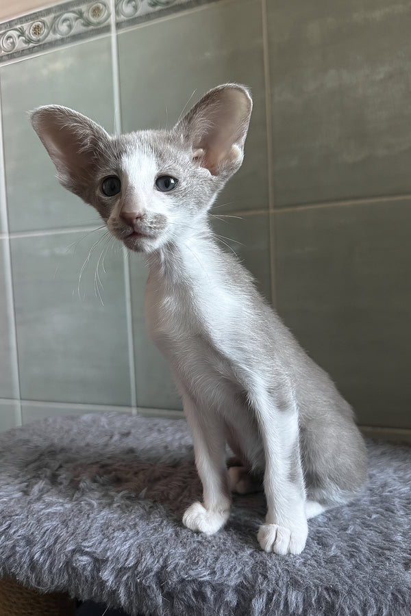 Luciano | Oriental Shorthair Kitten