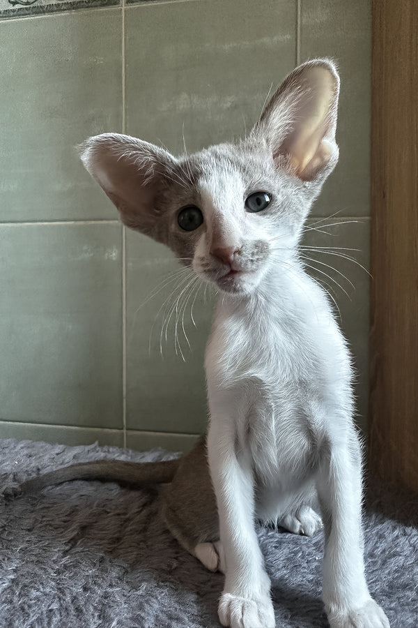Luciano | Oriental Shorthair Kitten