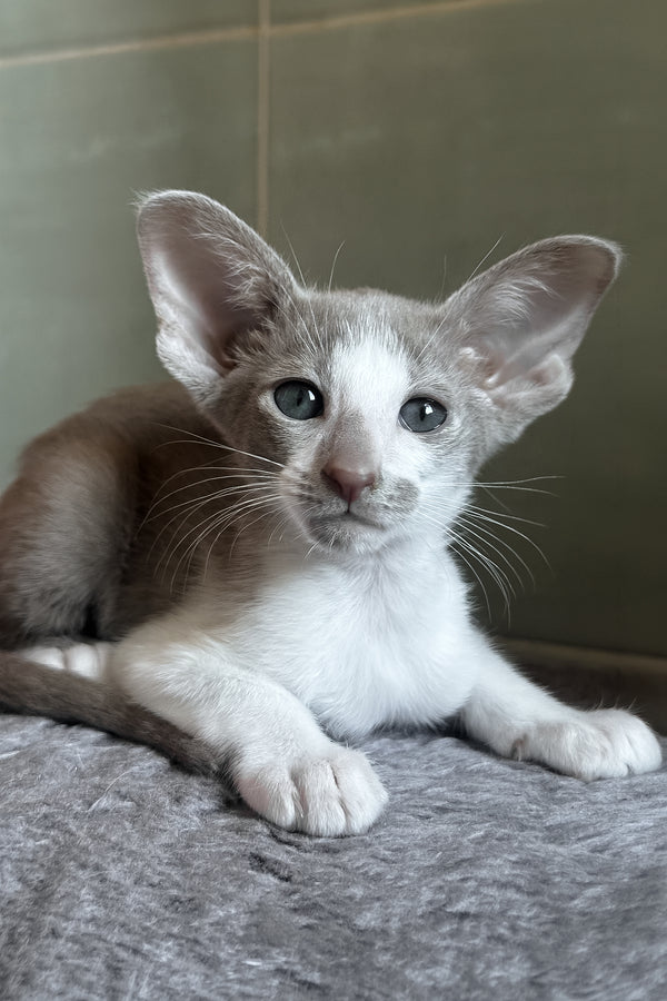 Luciano | Oriental Shorthair Kitten
