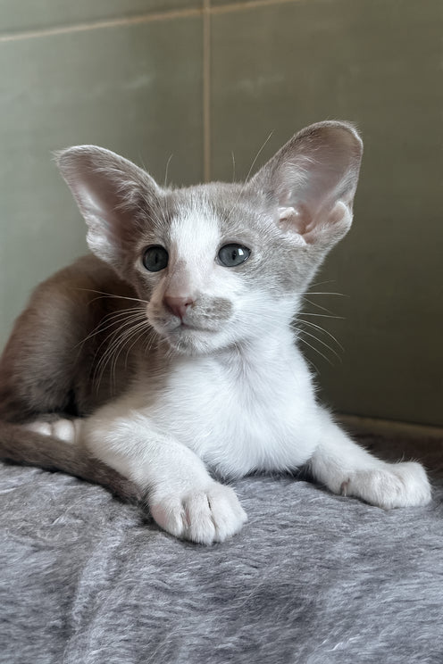 Luciano | Oriental Shorthair Kitten