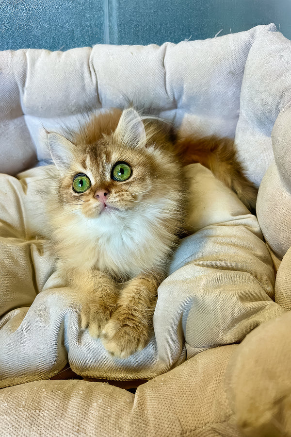 Lucky | British Longhair Kitten
