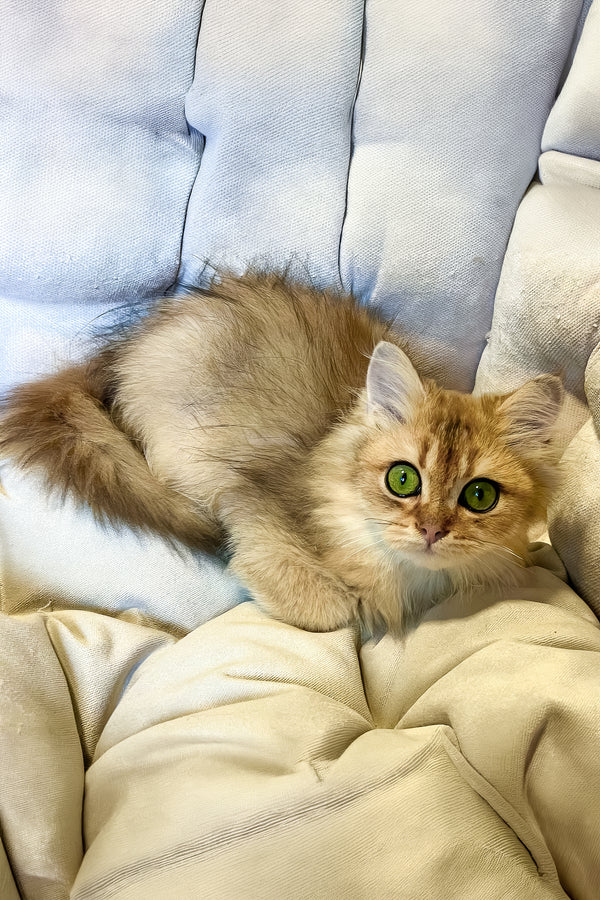 Lucky | British Longhair Kitten