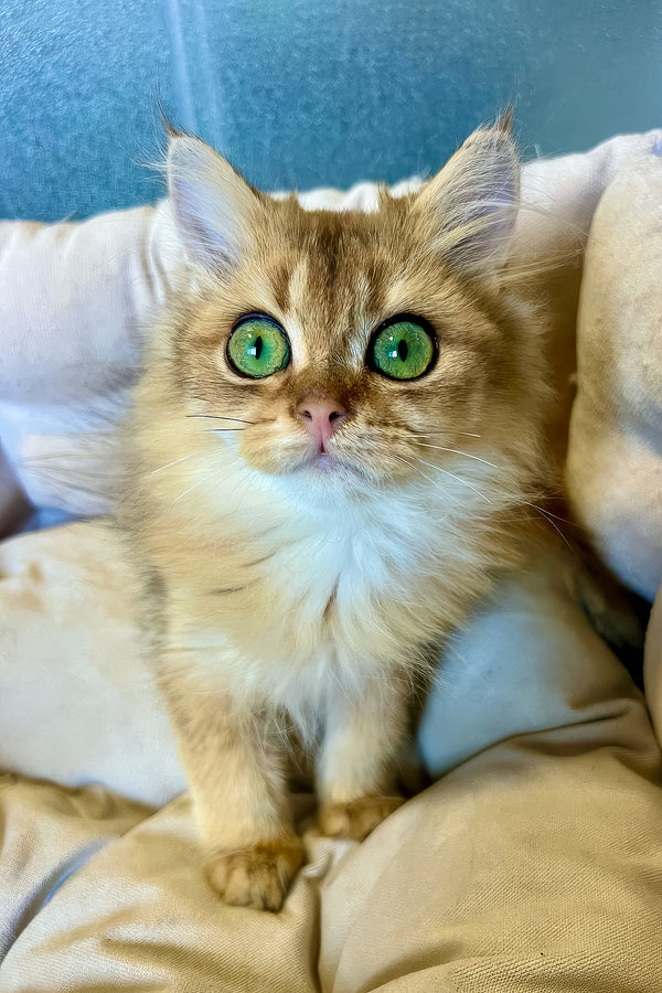 Lucky | British Longhair Kitten