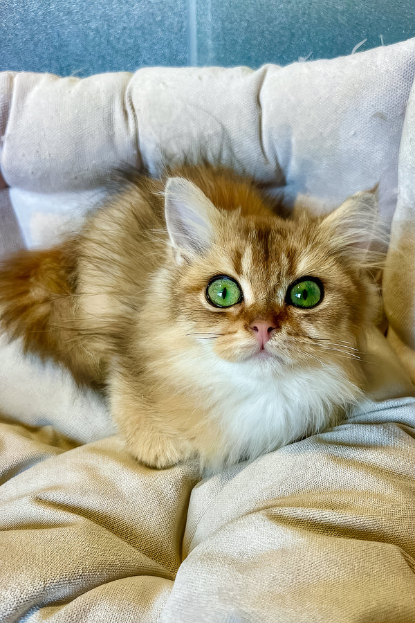 Lucky | British Longhair Kitten