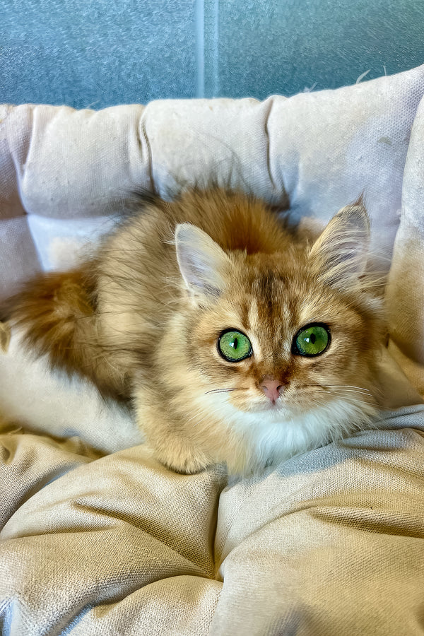 Lucky | British Longhair Kitten