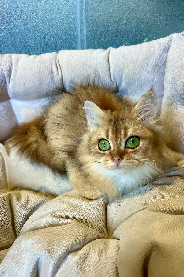Lucky | British Longhair Kitten