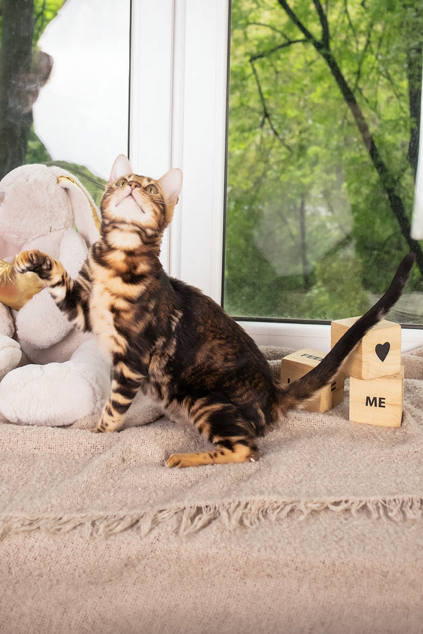 Lucky | Bengal Kitten