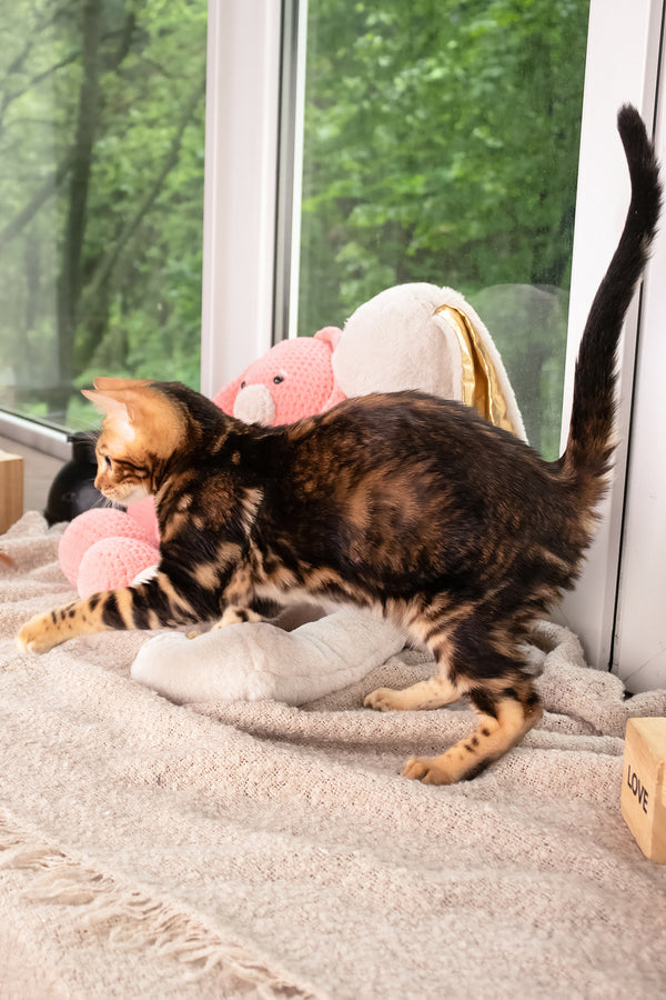 Lucky | Bengal Kitten