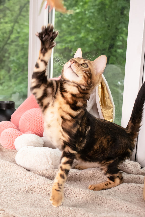 Lucky | Bengal Kitten