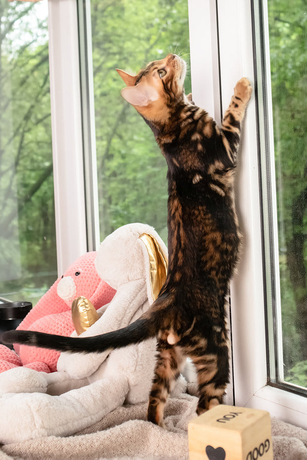 Lucky | Bengal Kitten