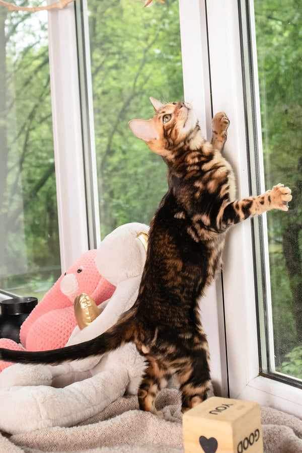 Lucky | Bengal Kitten