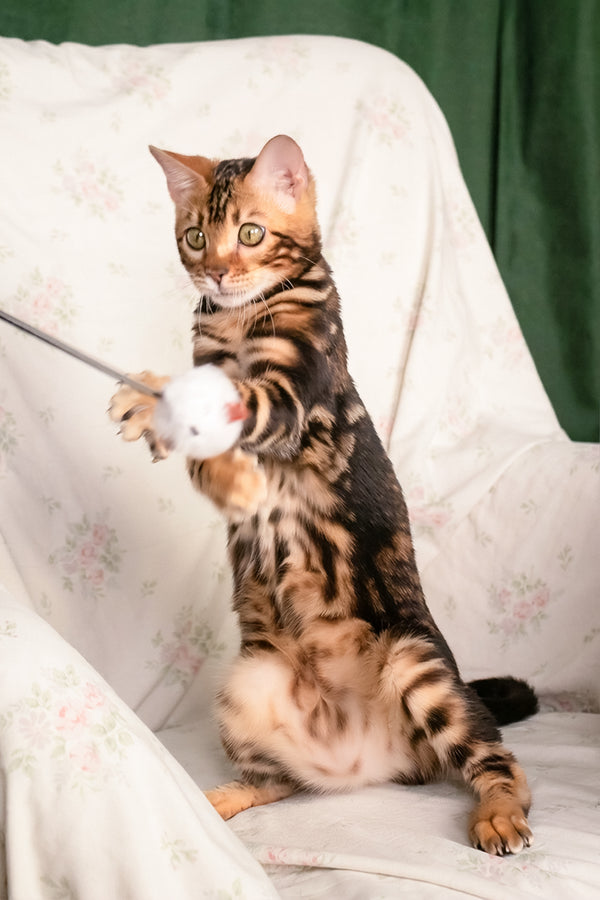 Lucky | Bengal Kitten