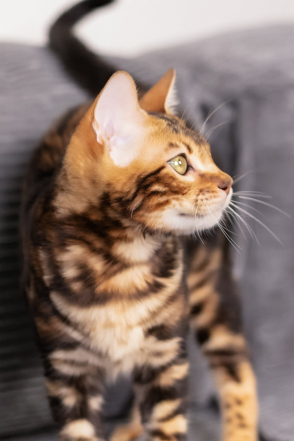 Lucky | Bengal Kitten
