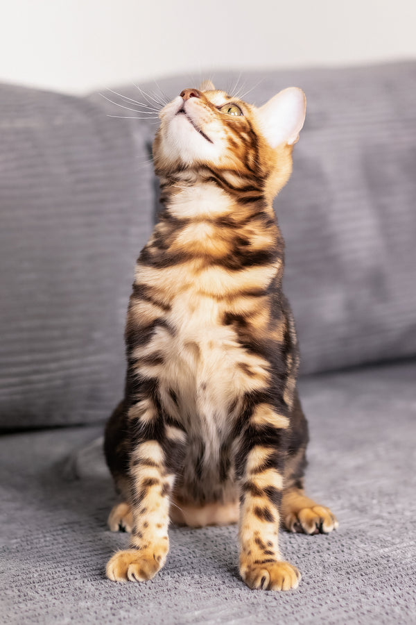 Lucky | Bengal Kitten