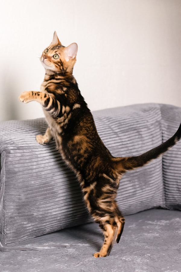 Lucky | Bengal Kitten