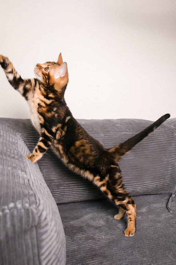 Lucky | Bengal Kitten