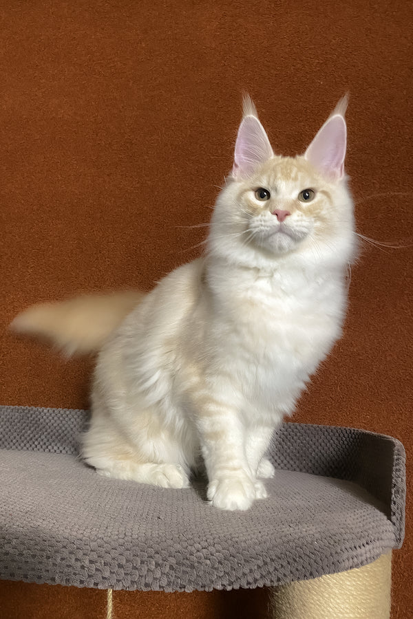 Lucky | Maine Coon Kitten