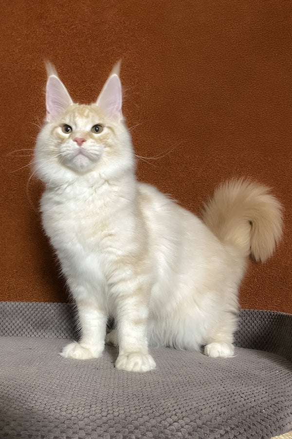 Lucky | Maine Coon Kitten