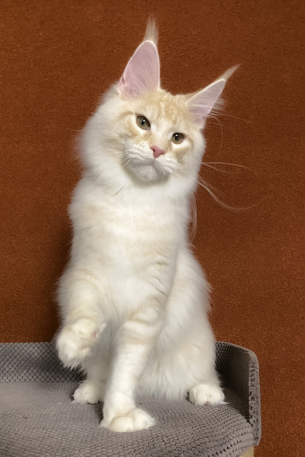 Lucky | Maine Coon Kitten