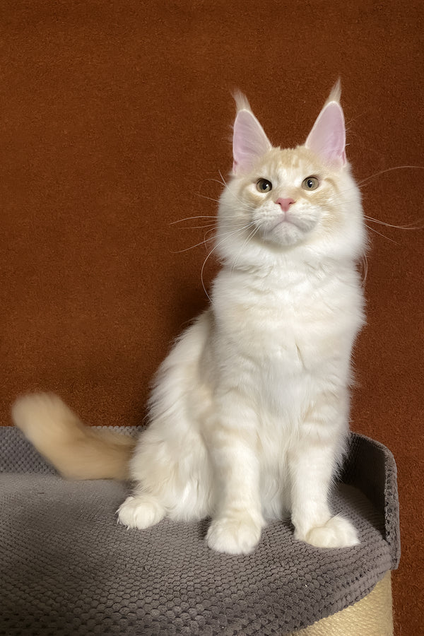 Lucky | Maine Coon Kitten