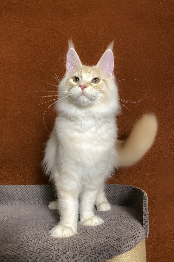 Lucky | Maine Coon Kitten