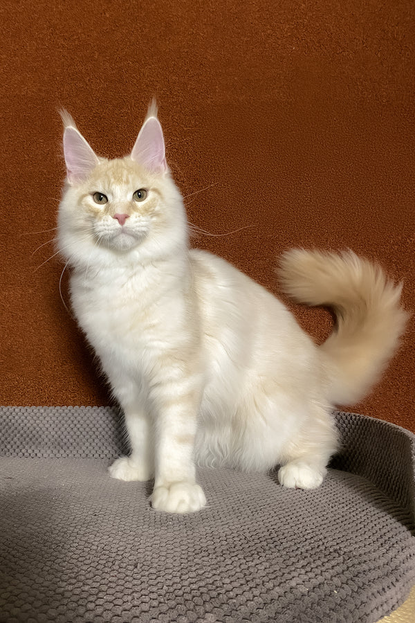 Lucky | Maine Coon Kitten