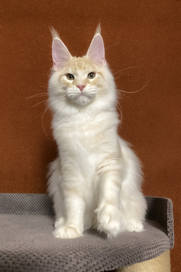 Lucky | Maine Coon Kitten