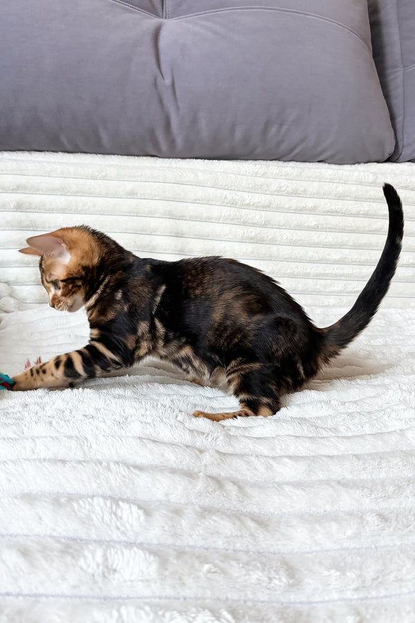 Lucky | Bengal Kitten