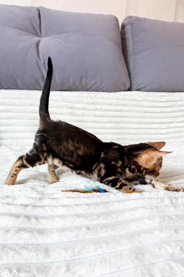 Lucky | Bengal Kitten
