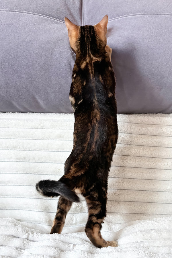 Lucky | Bengal Kitten