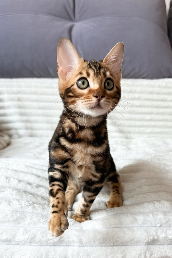 Lucky | Bengal Kitten